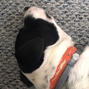 Meet your Posher, Iris